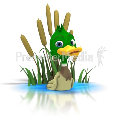 Mallard Duck Sitting In Pond Presentation clipart
