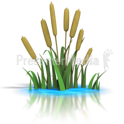 Cattails in Pond Presentation clipart