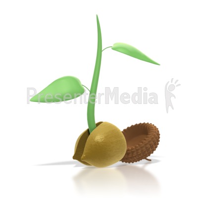 Acorn Sprout Presentation clipart