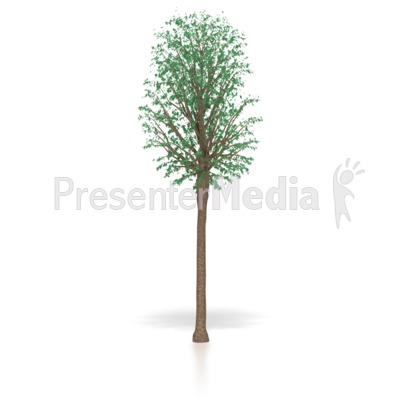 oak tree clipart. Young Oak Tree Sapling