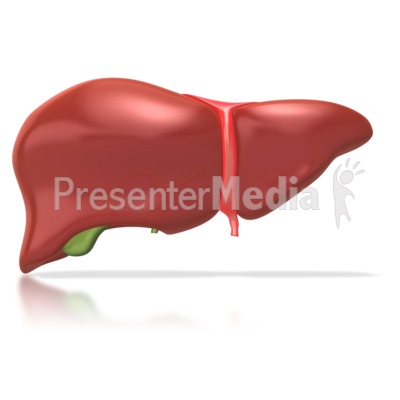 Human Liver Presentation clipart