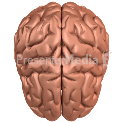 Brain Top View Presentation clipart