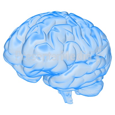 Brain Semi Transparent Presentation clipart