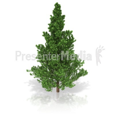 Pine Tree Presentation clipart