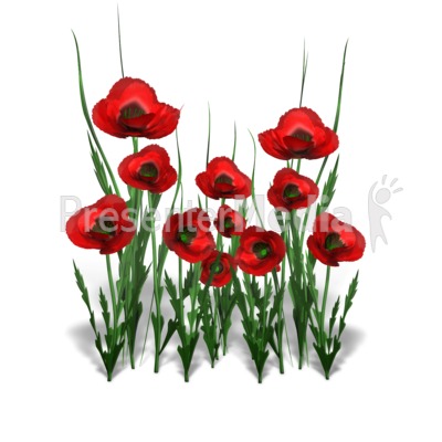 Poppy Flower Bunch Presentation clipart