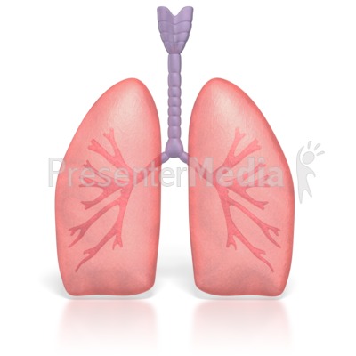 37+ Healthy Heart And Lungs Clipart Images