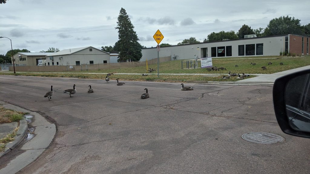 Canadian geese sitting on a street