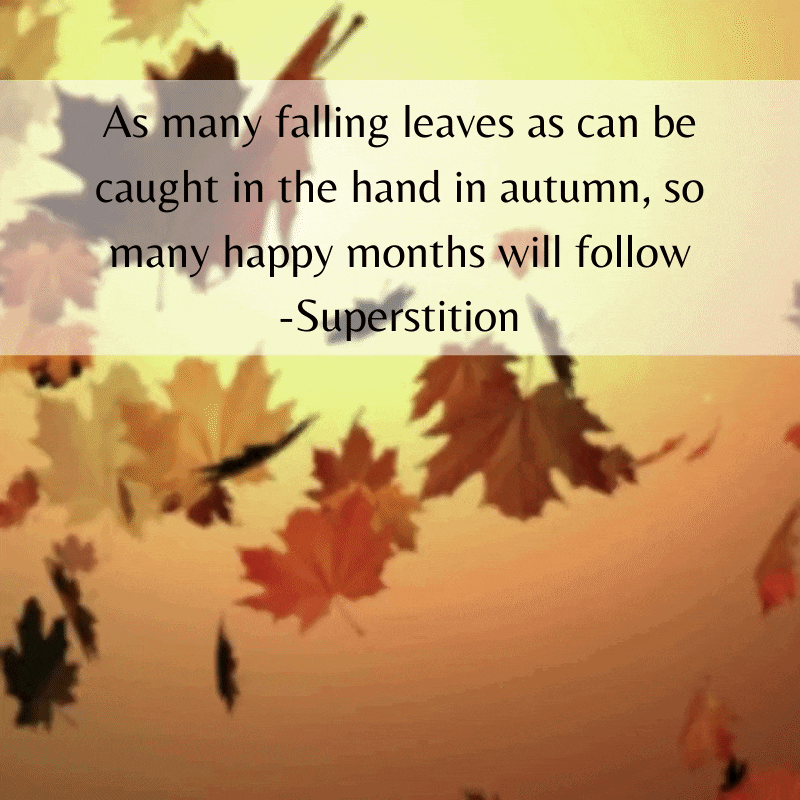 GIF of falling maple leaves with quote of lucky superstition