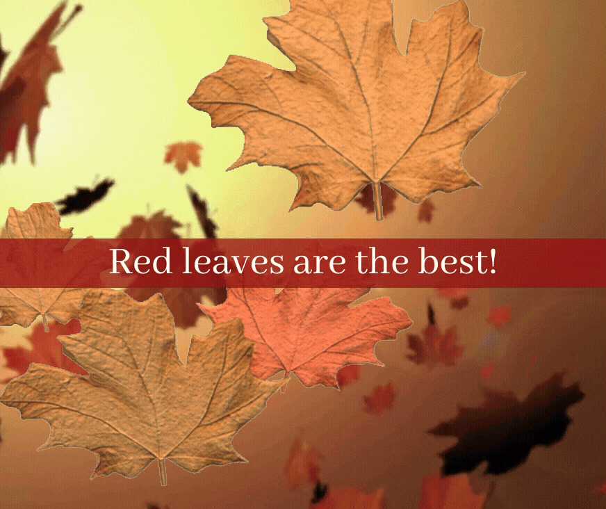 Animated GIF of dancing maple leaves